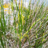 Sea Rush | Juncus maritimus