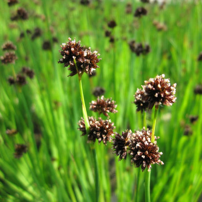 Swordleaf Rush | Juncus ensifolius