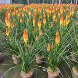 Late Summer Flowers Collection