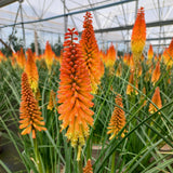 Late Summer Flowers Collection