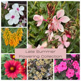 Late Summer Flowers Collection