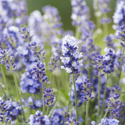 Lavender Collection