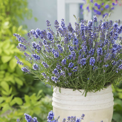 Lavender Collection