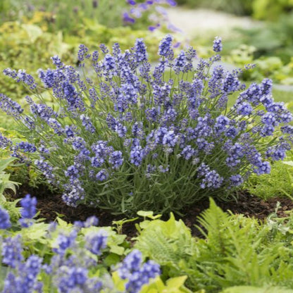Lavender Collection