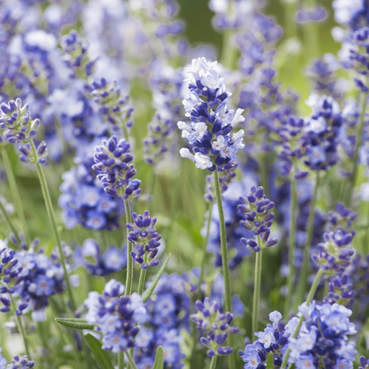 Lavender Collection