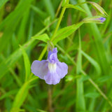 Lavender Musk | Mimulus ringens