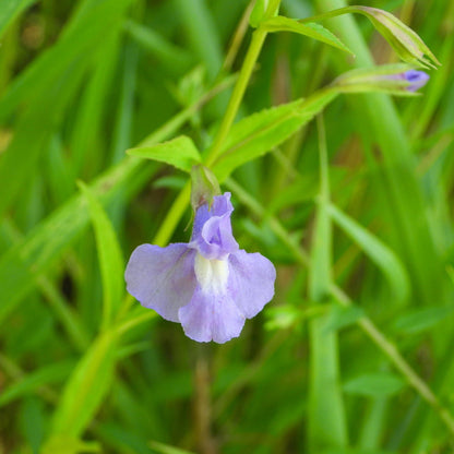 Lavender Musk | Mimulus ringens