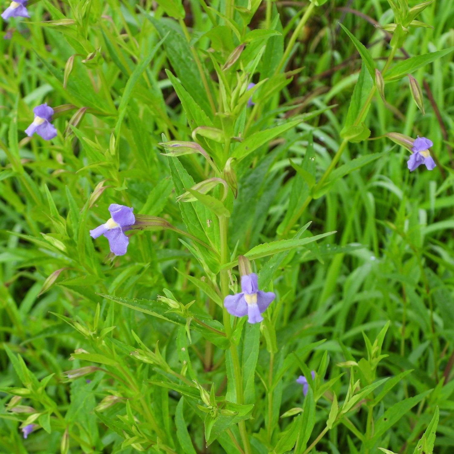 lavender musk pond plant Lavender Musk (Mimulus ringens) – UK Hardy Marginal Plant for Ponds – Plants for Ponds