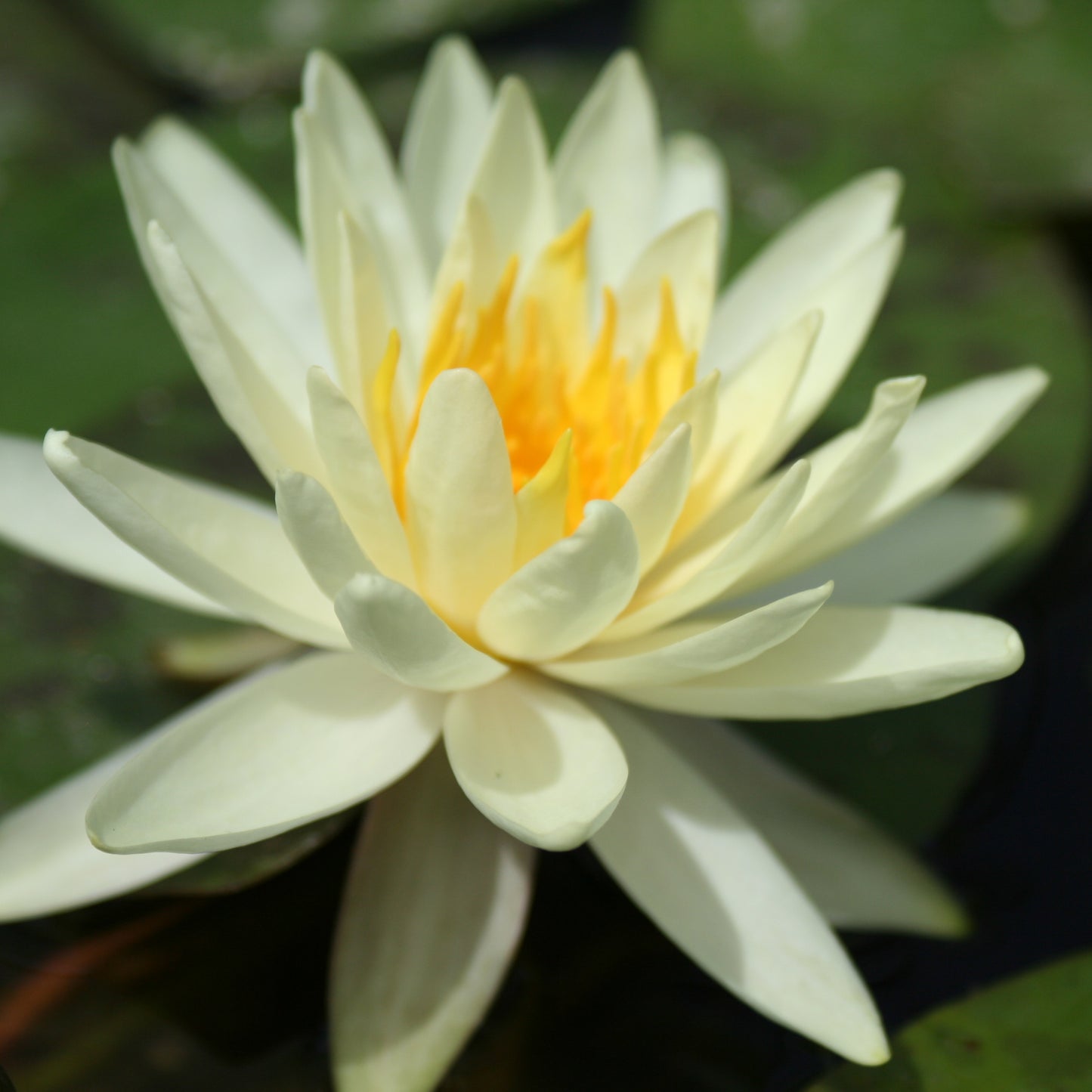 Lemon Mist Waterlily