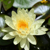 Lemon Mist Waterlily