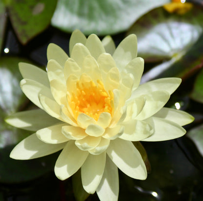 Lemon Mist Waterlily