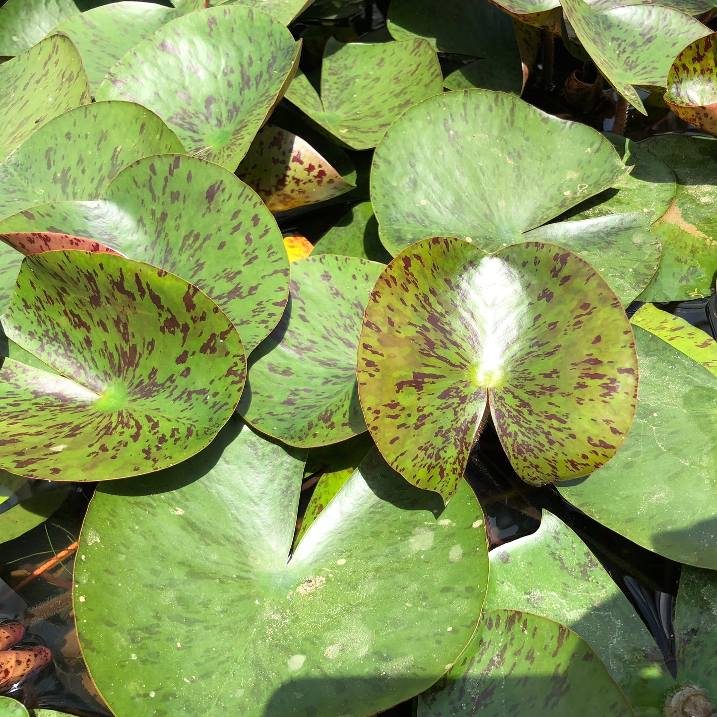 Lemon Mist Waterlily