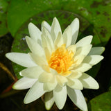 Lemon Mist Waterlily