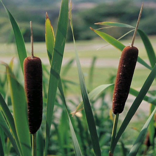 Lesser Bulrush-(Typha angustifolia)