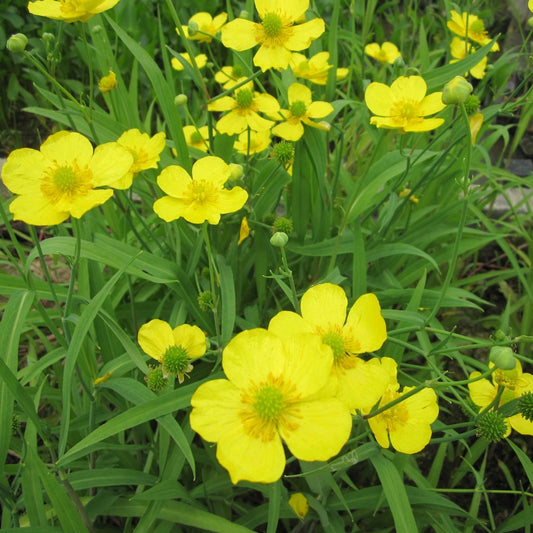 Lesser Spearwort-(Ranunculus flammula)