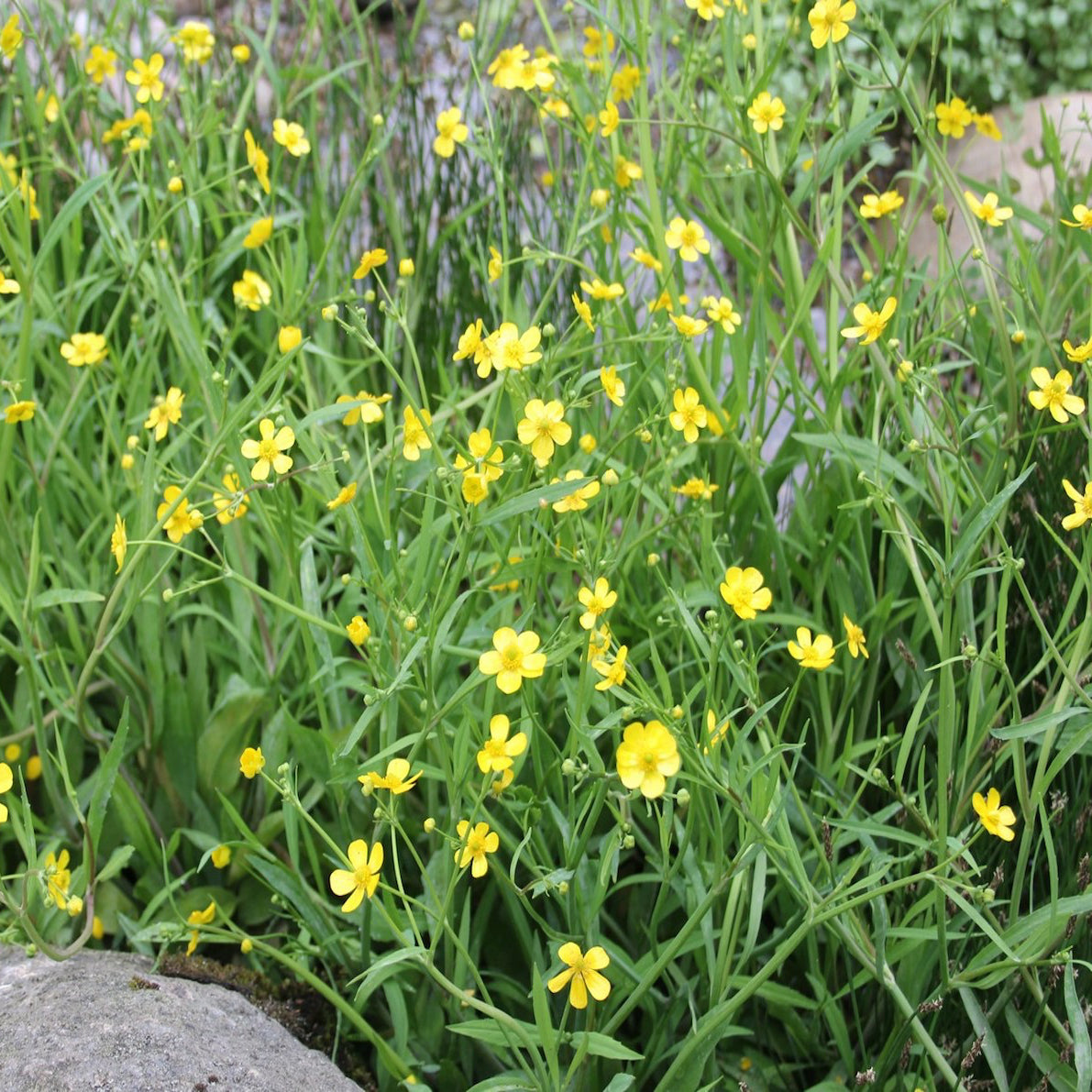 Lesser Spearwort-(Ranunculus flammula)