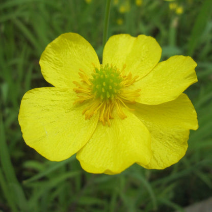 Lesser Spearwort | Ranunculus flammula