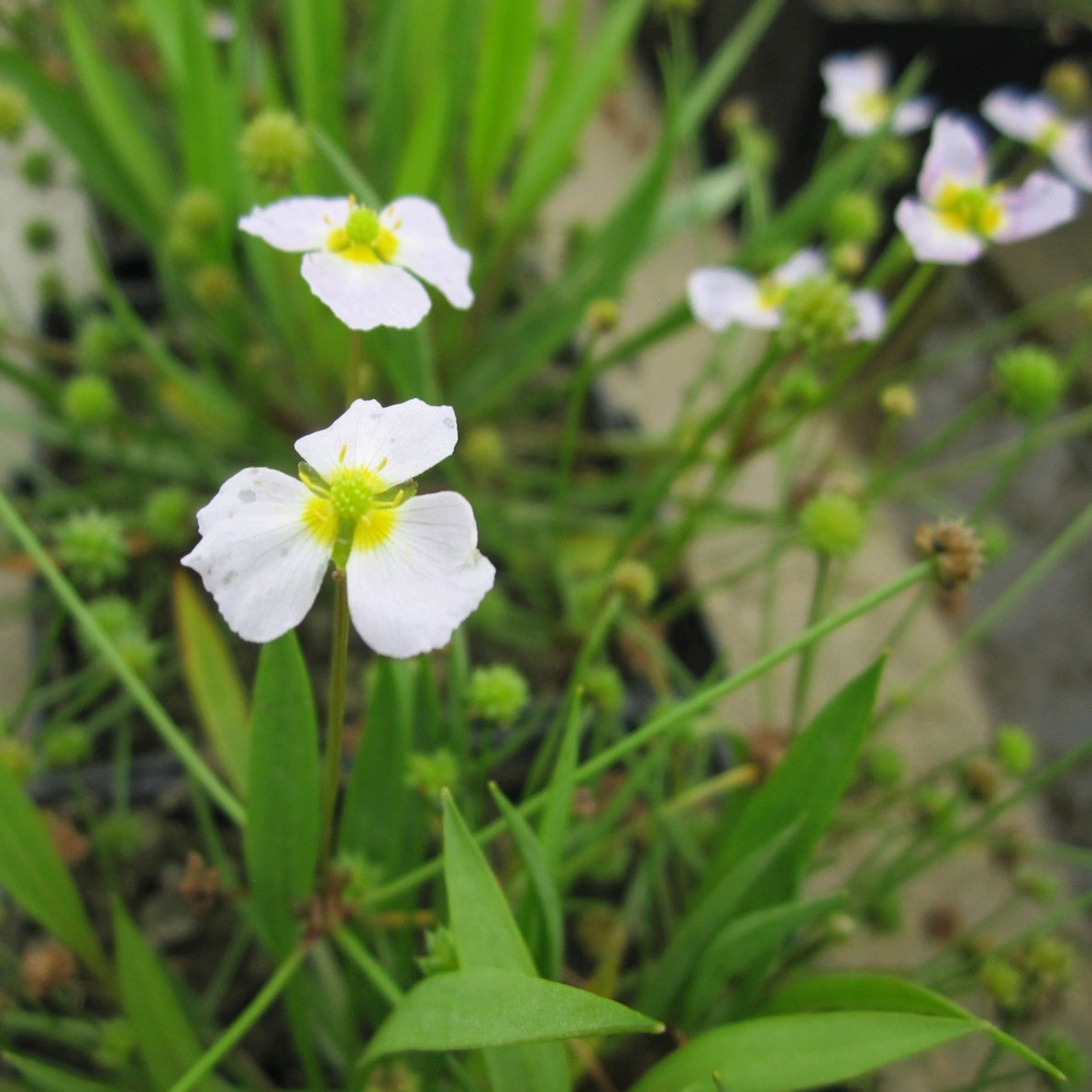 Lesser Water Plantain-(Baldellia ranunculoides)