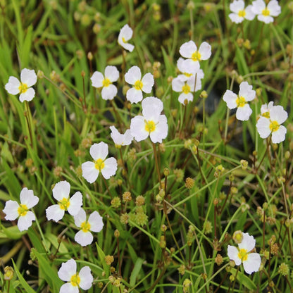 Lesser Water Plantain-(Baldellia ranunculoides)