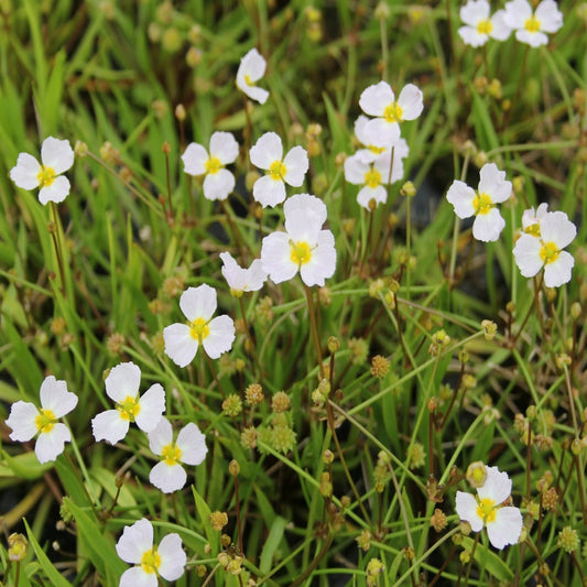 Lesser Water Plantain | Baldellia ranunculoides