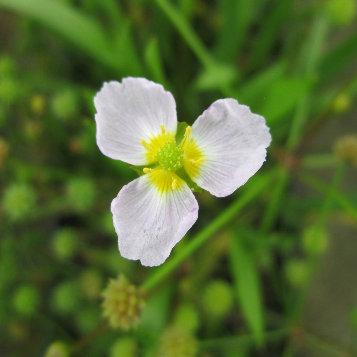 Lesser Water Plantain-(Baldellia ranunculoides)