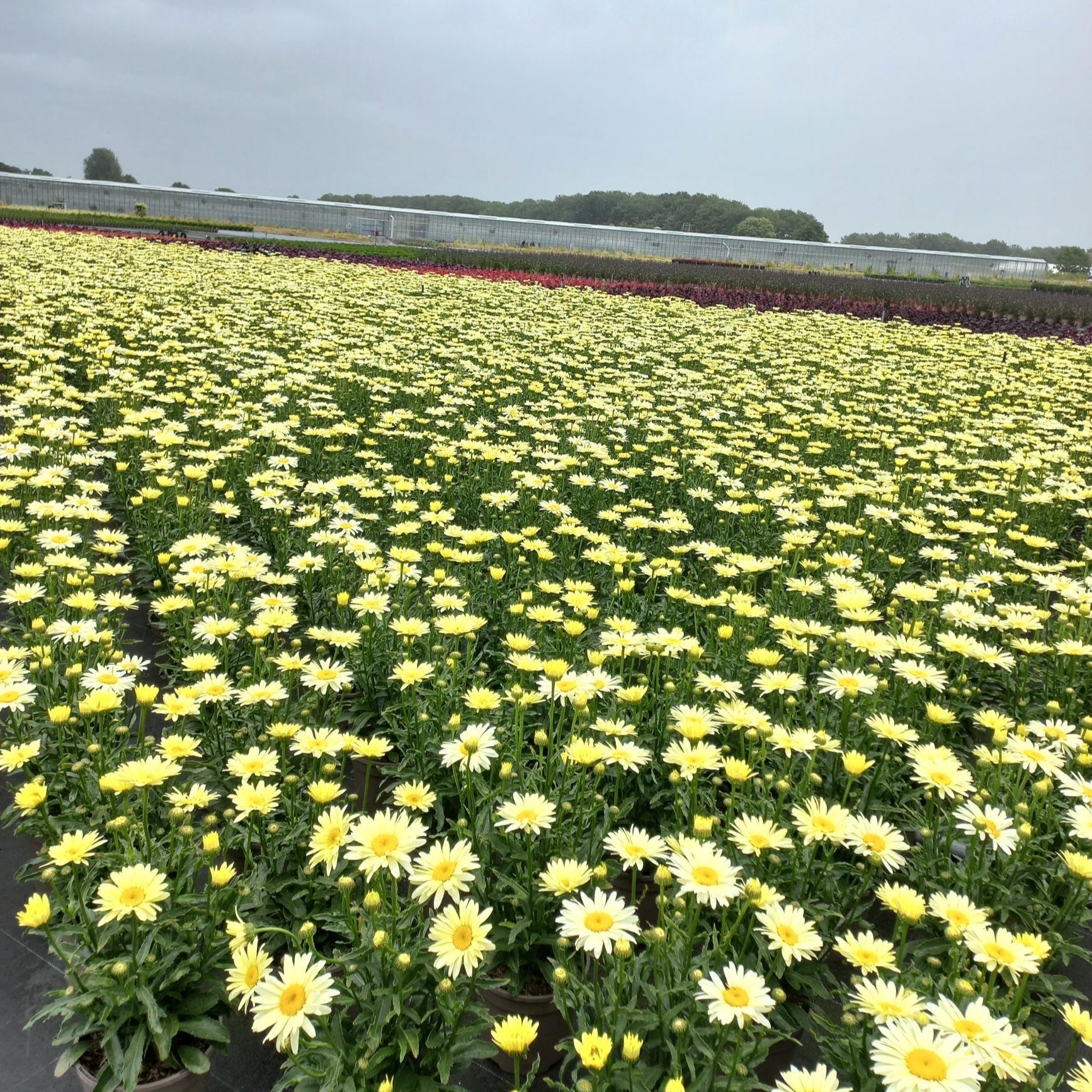 Leucanthemum (Daisy) growing in Nursery - Plants for Ponds