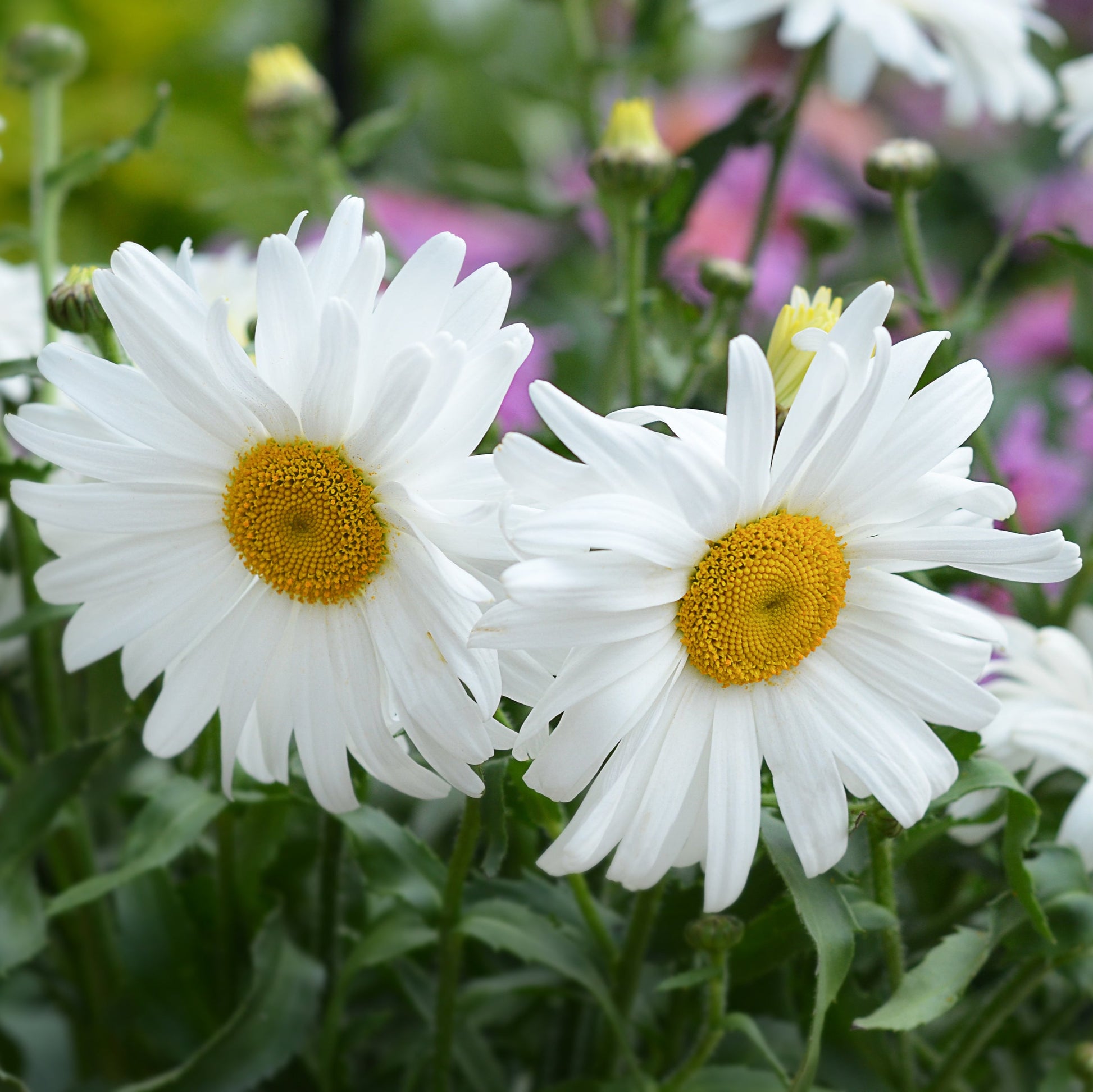 Leucanthemum (Daisy) - White Flowers - Plants for Ponds