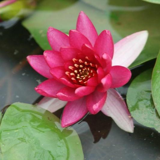 Liou Waterlily