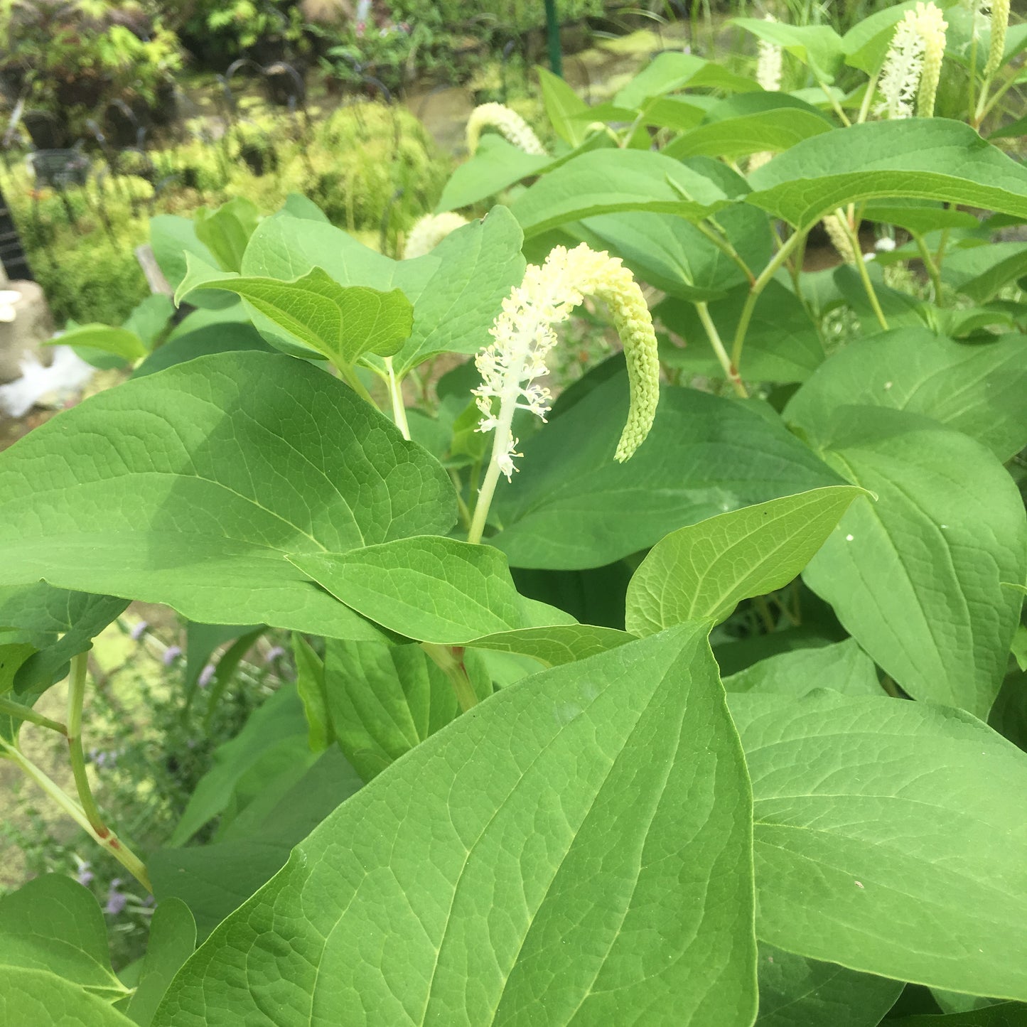 Lizards tail-(Saururus cernuus)