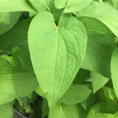 Lizards tail-(Saururus cernuus)