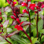 Lobelia_Fulgens_Queen_Victoria - Red Flowers and Deep Purple Stem - Plants for Ponds