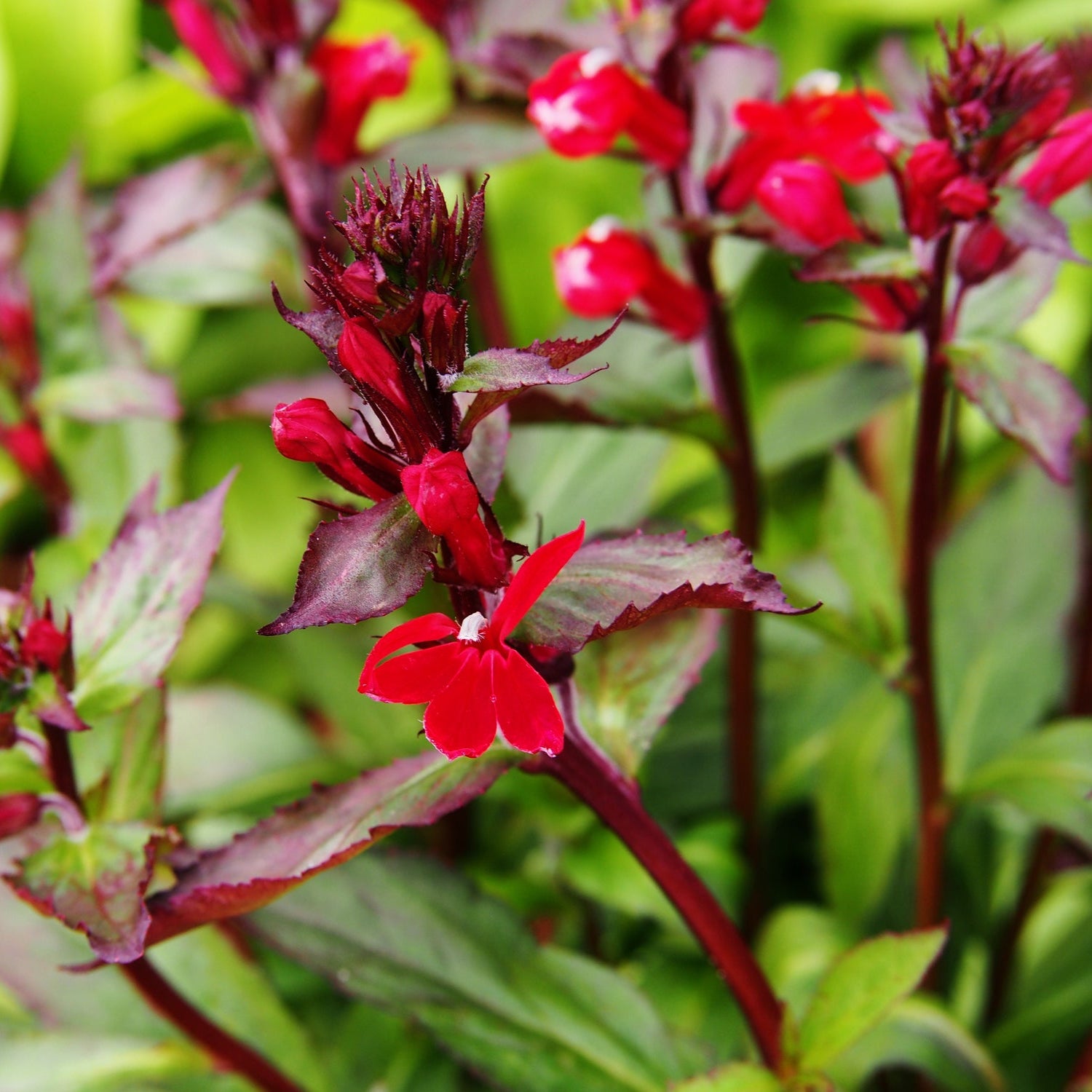 Lobelia_Fulgens_Queen_Victoria - Red Flowers and Deep Purple Stem - Plants for Ponds
