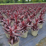 Moisture-Loving Collection