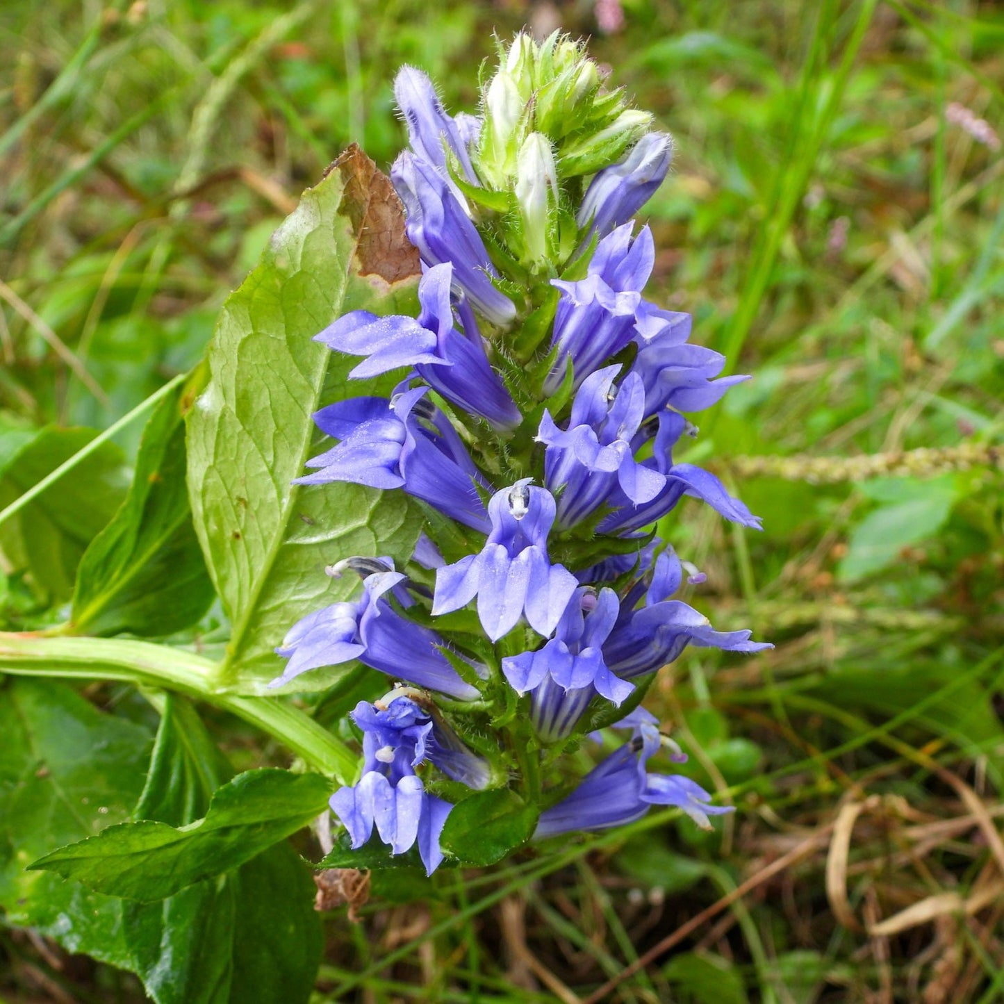 Great Blue Lobelia | Lobelia siphilitica