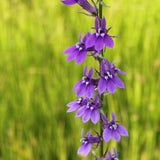 Purple Lobelia | Lobelia verdrariensis