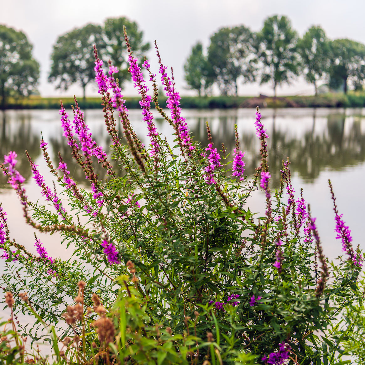 Loosestrife-(Lythrum salicaria Robert)