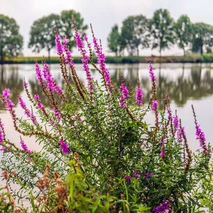 Loosestrife-(Lythrum salicaria Robert)