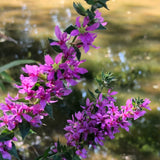 Loosestrife | Lythrum salicaria 'Robert'