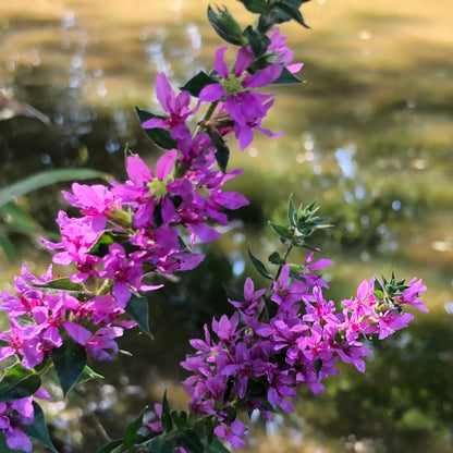 Loosestrife-(Lythrum salicaria Robert)