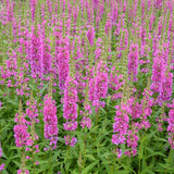 Loosestrife | Lythrum salicaria 'Robert'
