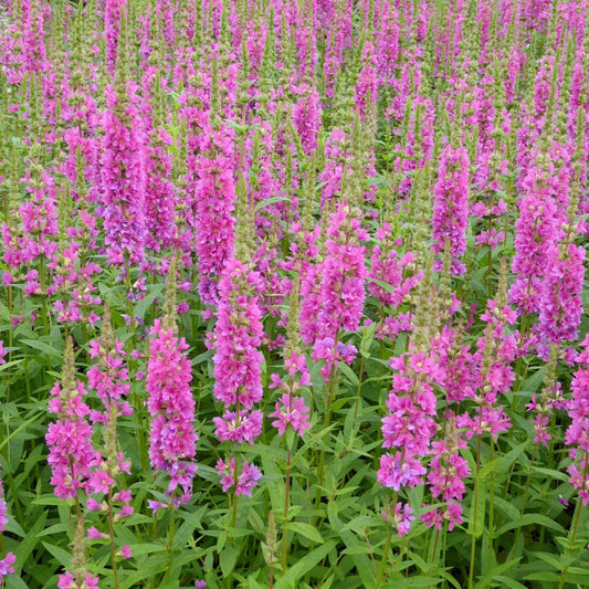 Loosestrife | Lythrum salicaria 'Robert'