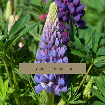 Lupin Collection | Bold Colourful Blooms