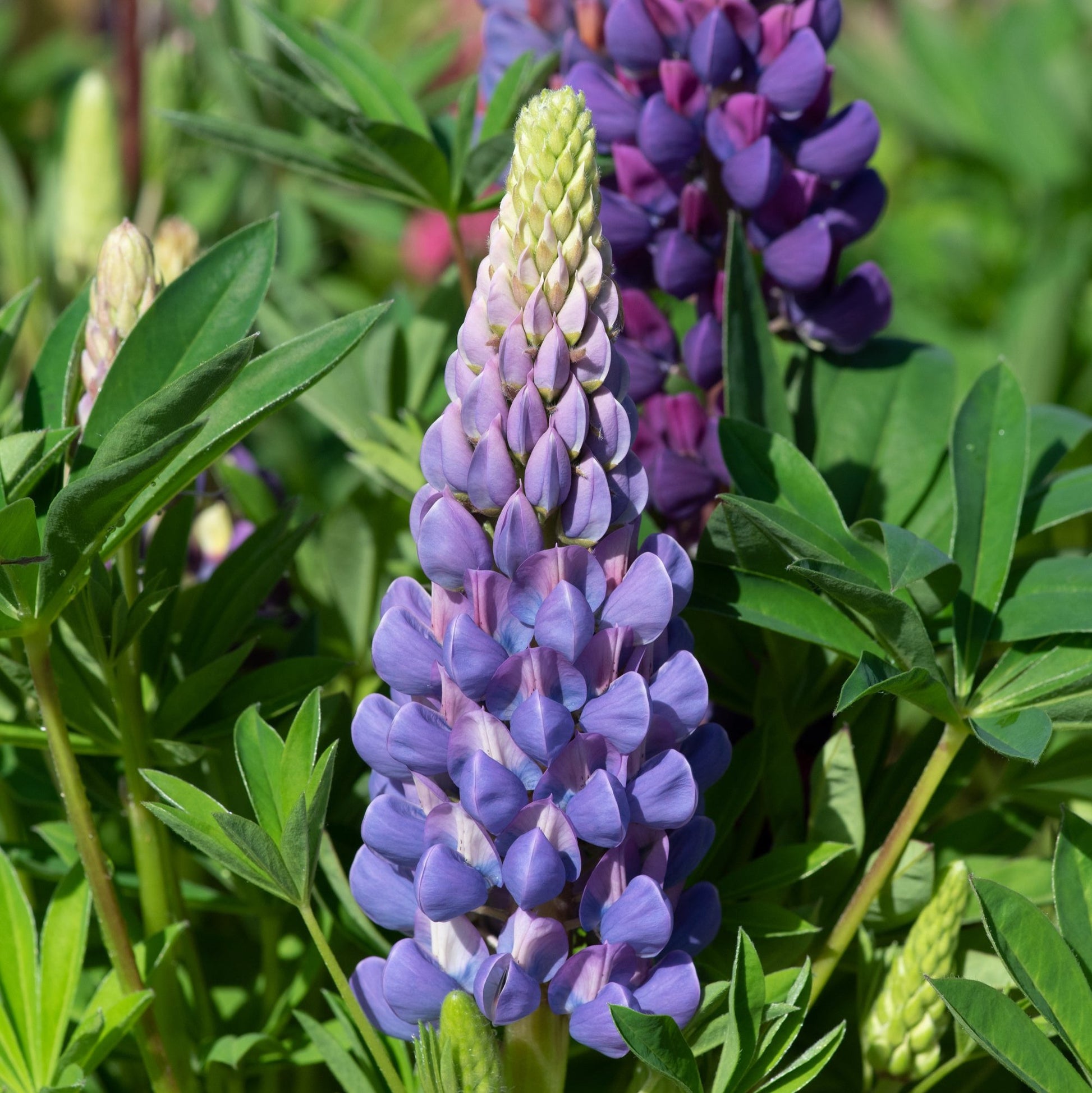 Blue Lupin Flower - Plants for Ponds