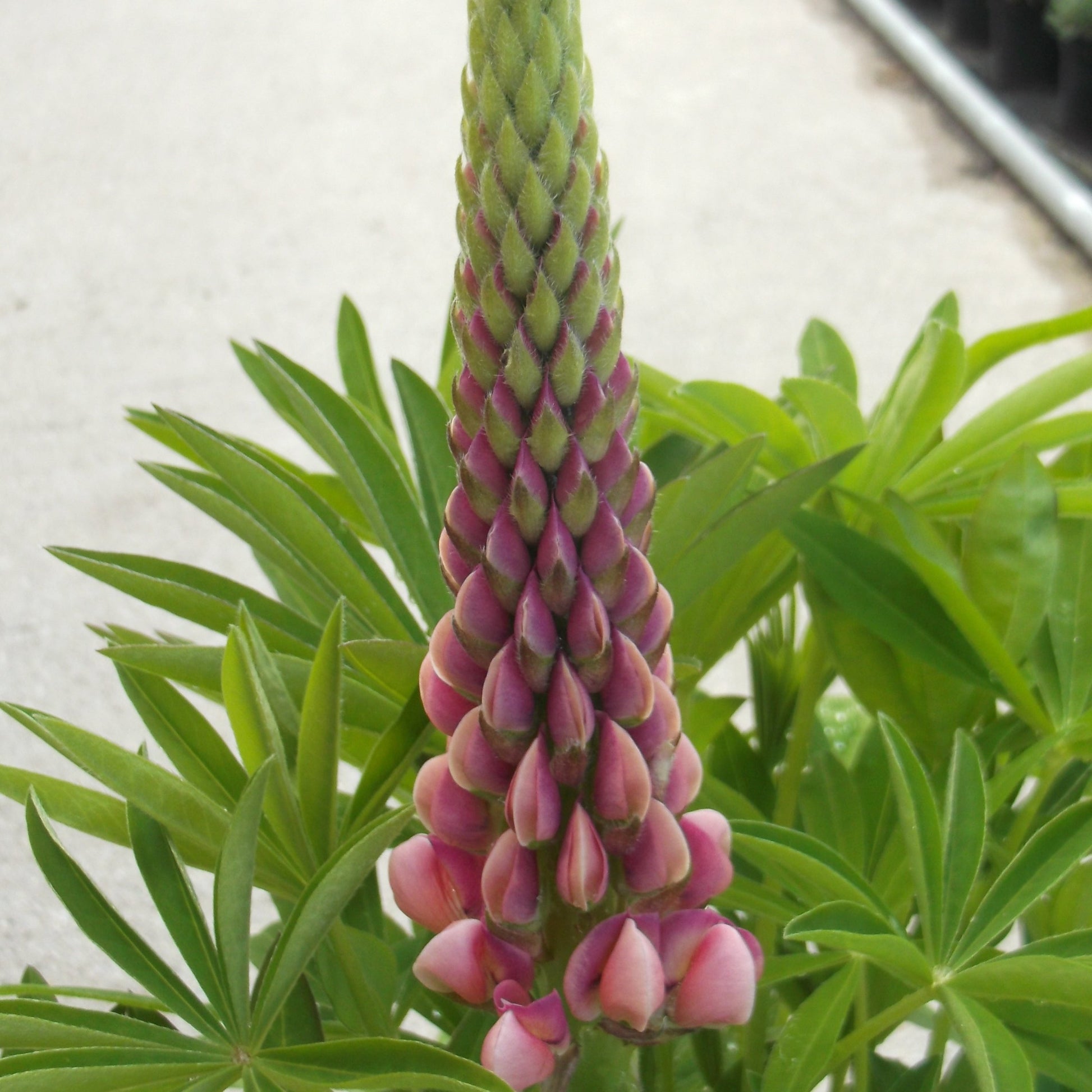 Close up of Pink Lupin - Plants for Ponds