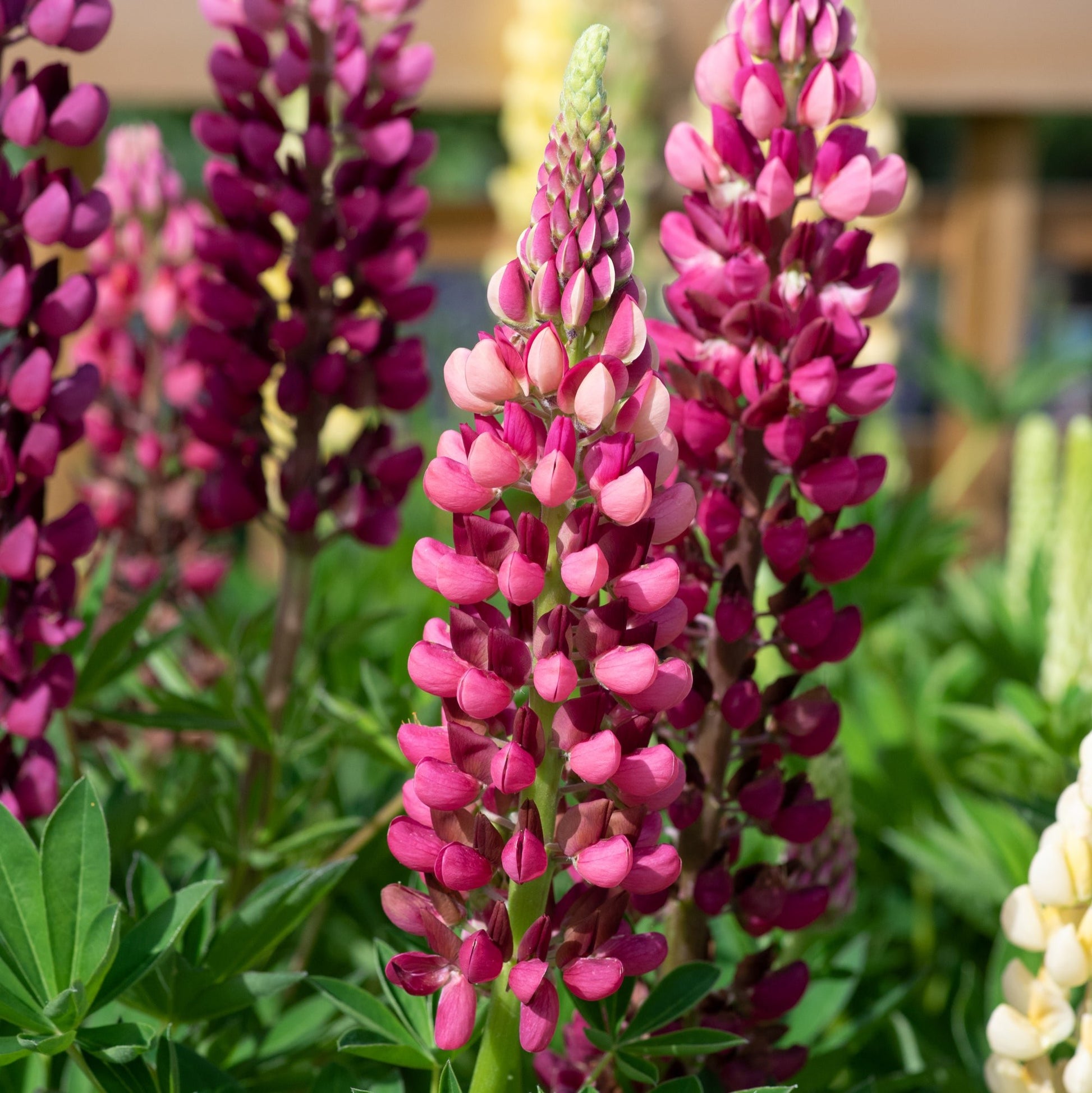 Red Lupin Flower - Plants for Ponds