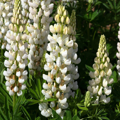 White Lupin Flower - Plants for Ponds