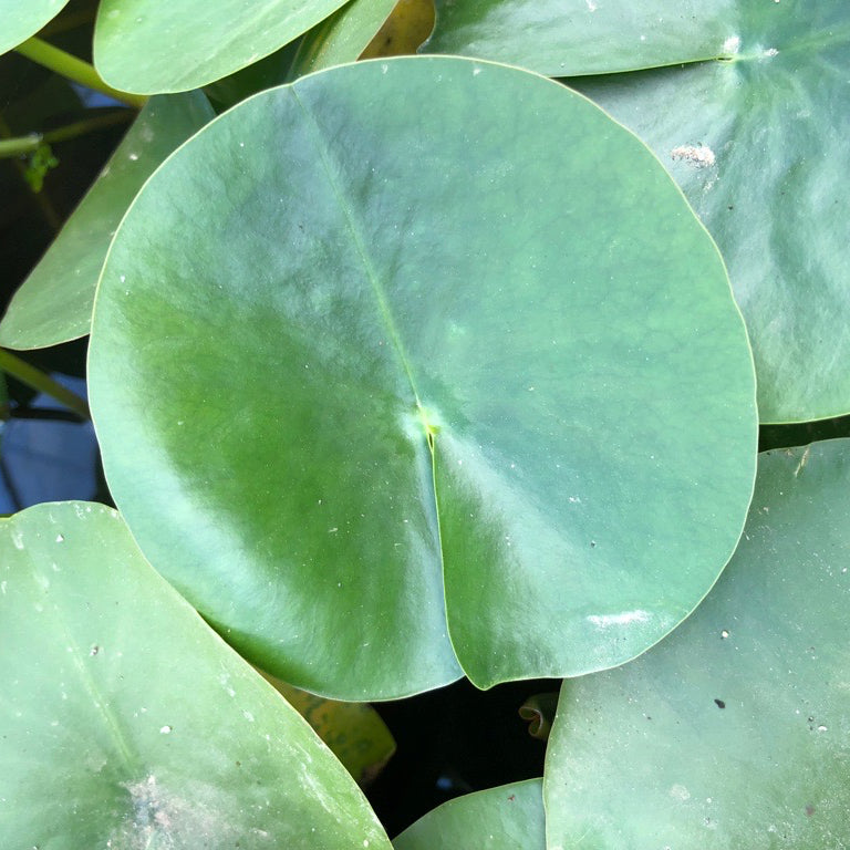 Madame Wilfron Gonnere Waterlily