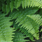 Male Fern | Dryopteris filix mas