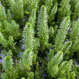 Oxygenator Pond Plant Pack