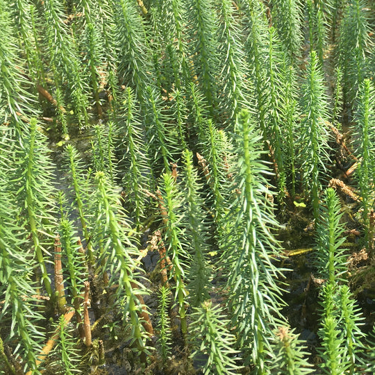 Mare's Tail (hippuris Vulgaris) - Plants For Ponds